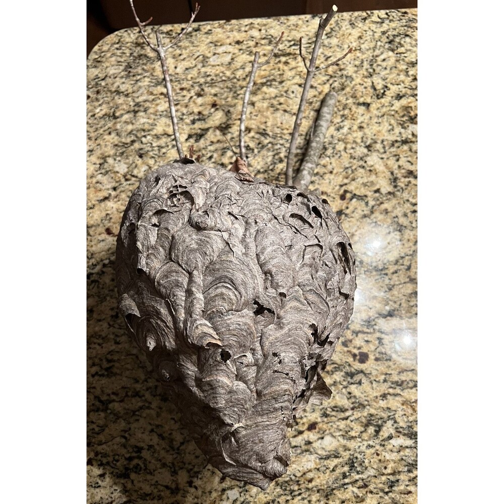 Bald Faced Hornets Nest 15x10 Art Taxidermy Educational Project All Natural